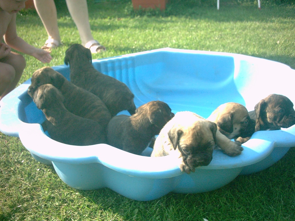 Boxerwelpen, ab 08.09.07 zu verkaufen - Hunde - Oranienburg