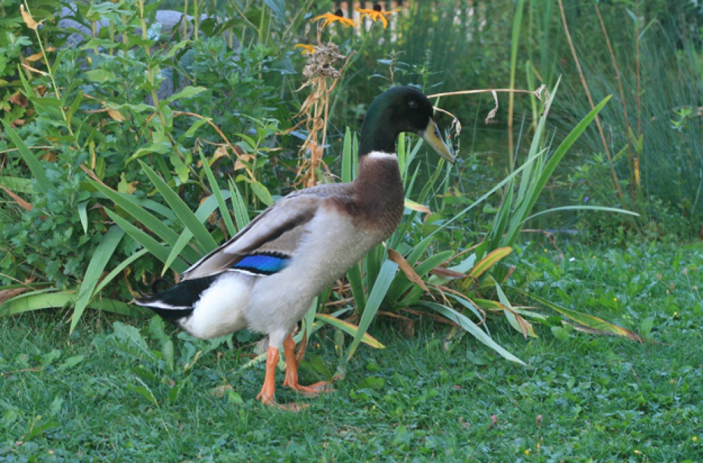 Verschenke Laufenten-Erpel - Nutztiere - Aalen