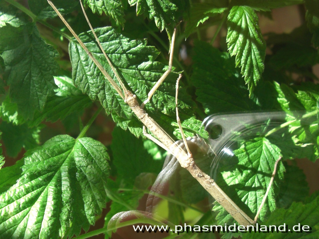 Stabschrecke - phaenopharos khaoyaiensis - Insekten - Burkhardtsdorf