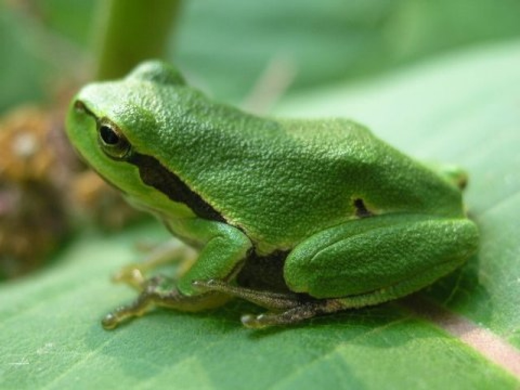 Suche europäische Laubfrösche ( Hyla Arborea) für Freilandhaltung! - Amphibien - Hossingen
