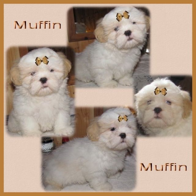Liebevolle Shih Tzu Babys - Hunde - feldatal
