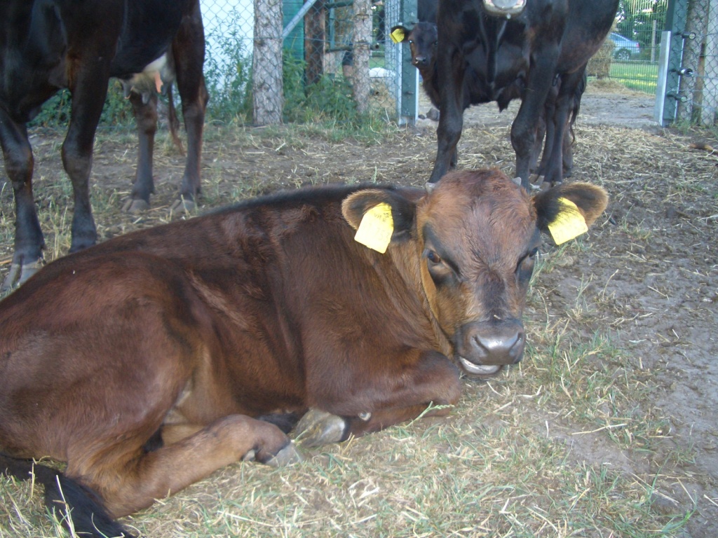 Dexter Kuh+Bullenkalb - Nutztiere - Wietmarschen