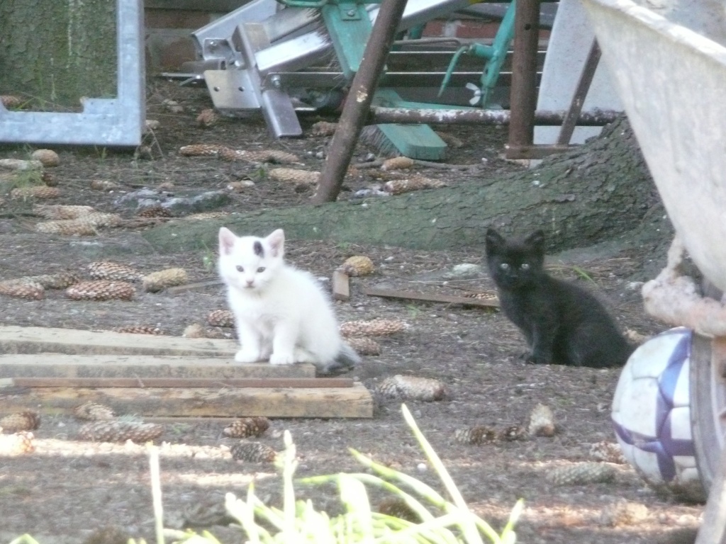 2 Katzenbabys zu verschenken - Katzen - Borsdorfer Str. 12