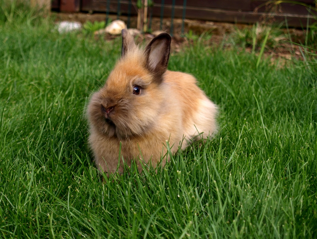 Zwei zuckersüße Kaninchendamen abzugeben! - Nagetiere - Rüsselsheim