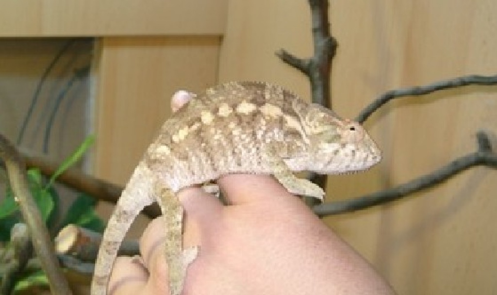 Pantherchamäleons - Reptilien - Leipzig