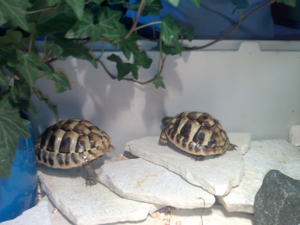 2 griechische landschildkröten, männchen und weibchen 1jahr alt - Reptilien - Schloß Holte Stukenbrock