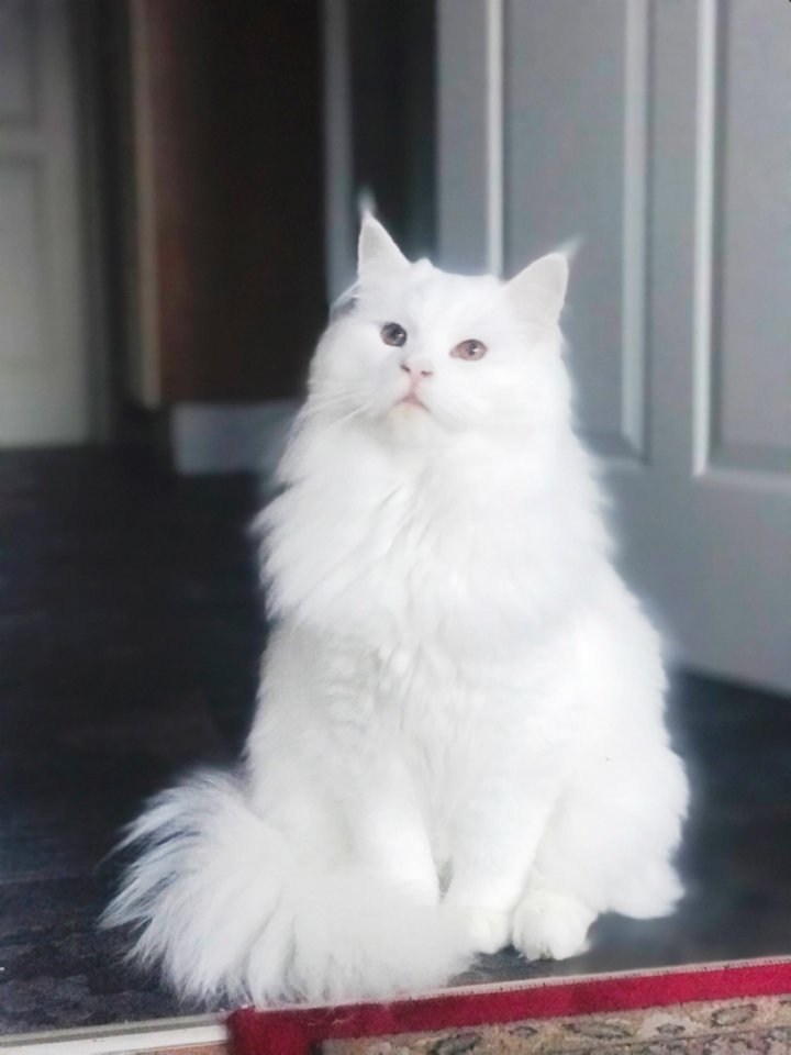 Maine coon Deckkater - Katzen - Gronau