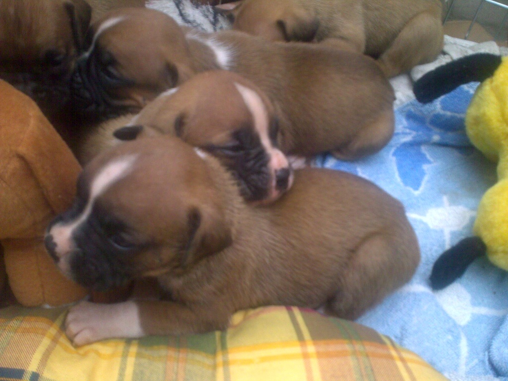 Süße und gesunde Boxerwelpen - Hunde - Berlin