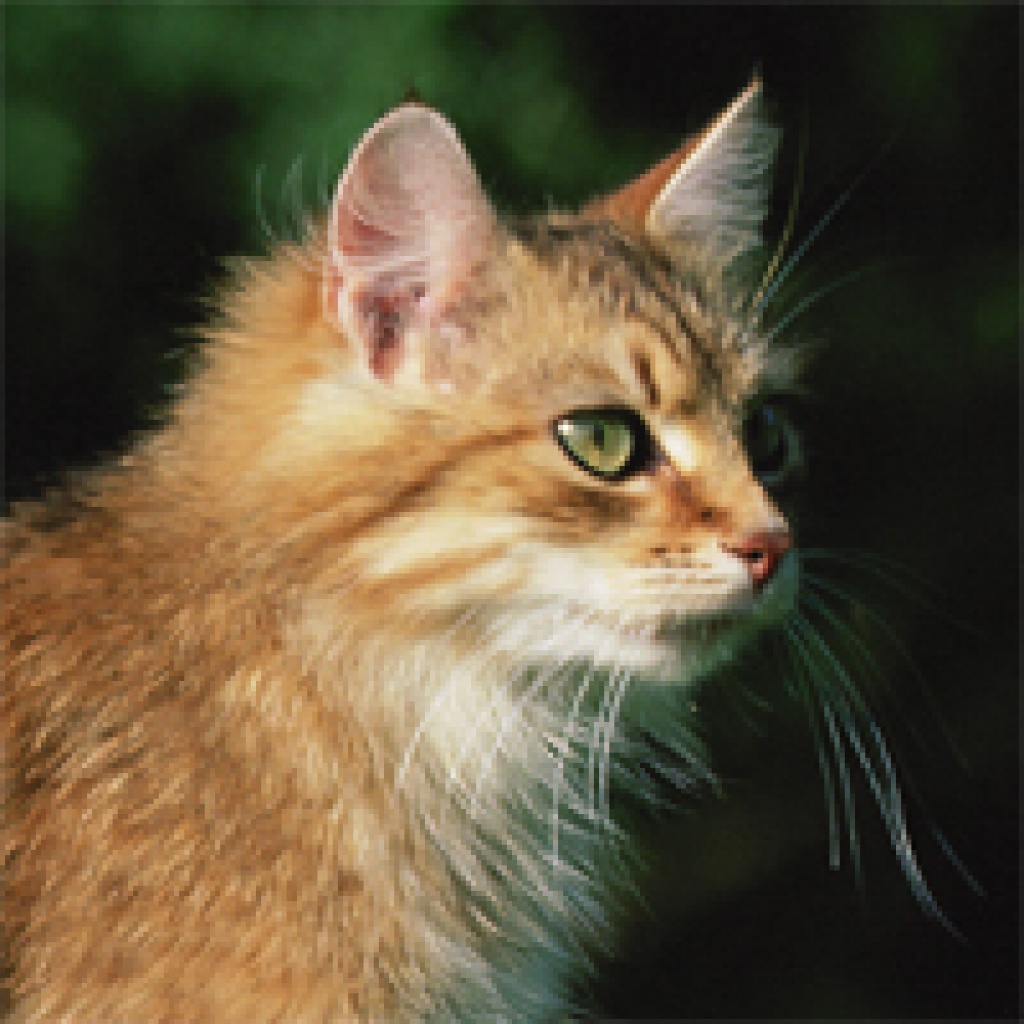 Katzenpension in Bonn ? - Pflegestellen - Bonn