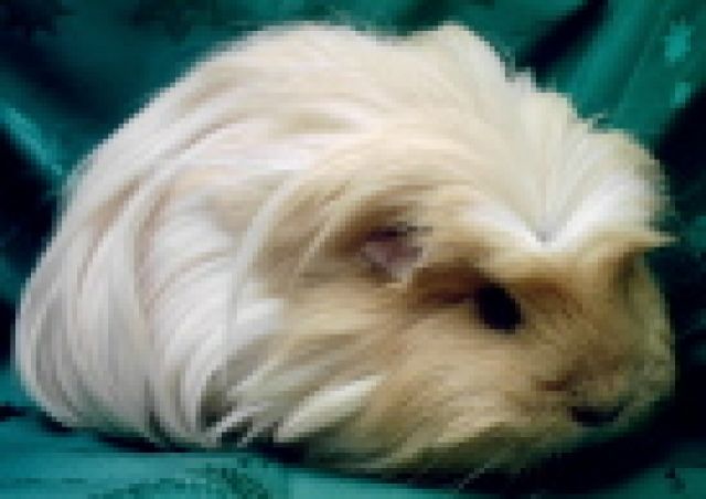 Wunderschöne Coronet-Dame sucht liebevolles Zuhause - Meerschweinchen - 