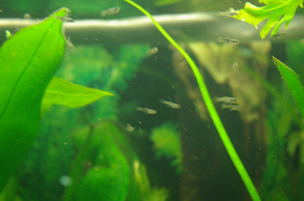 Süßer Guppynachwuchs - Fische - Dresden