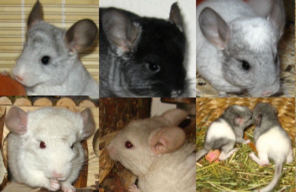 Chinchilla Jungtiere sofort abzugeben - Nagetiere - Nürnberg