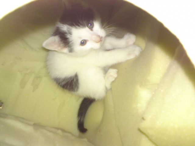 Hallo ich Verkaufe meine 3 Monate alte katze! - Haustiere - Wusterhausen/Dosse