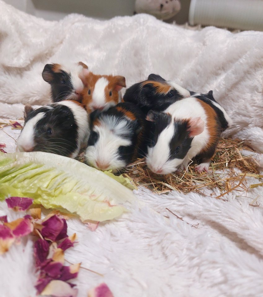 Süße Meerschweinchen-Babys suchen liebevolles Zuhause! - Nagetiere - Magdeburg