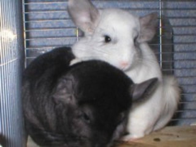 Chinchillas suchen ..... - Nagetiere Allgemein - Duisburg