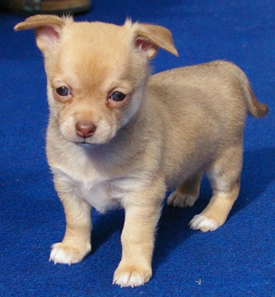 Chihuahua KH und LH Welpen - Hunde - Nürnberg