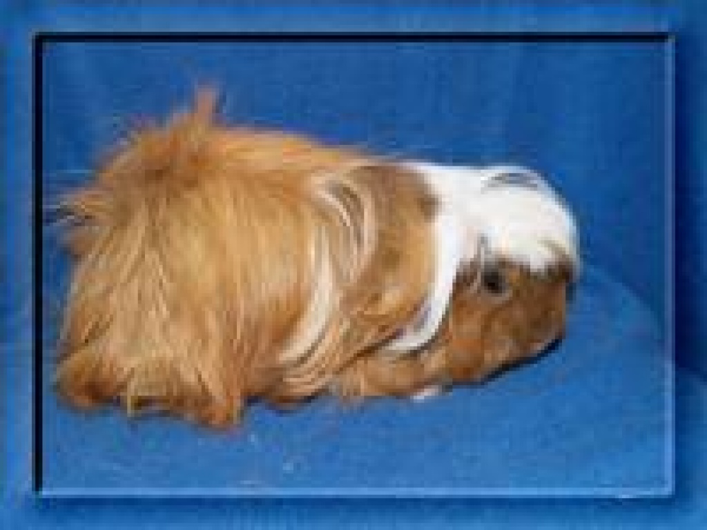 Kastraten und Liebhaberdamen - Nagetiere - Springe