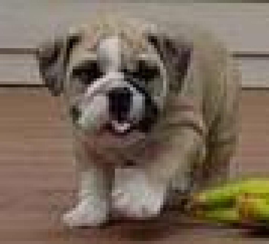 Bezaubernde Bulldoggenhündchen Für Gute Heime. - Hunde - lins