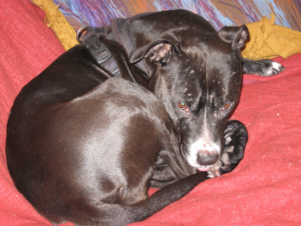 Pitbull-hündin abzugeben - Hunde - radebeul