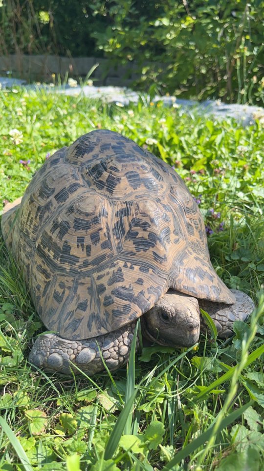 Pantherschildkröte in liebevolle Hände abzugeben - Reptilien - Wolnzach