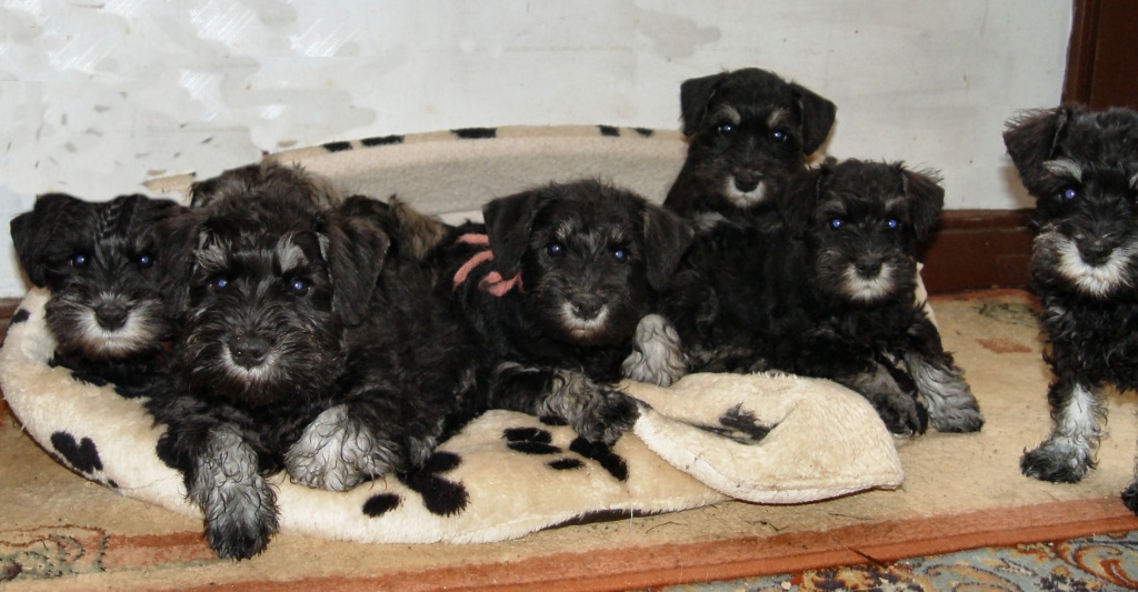 Zwergschnauzer vom Blauen Born - Hunde - Lamspringe