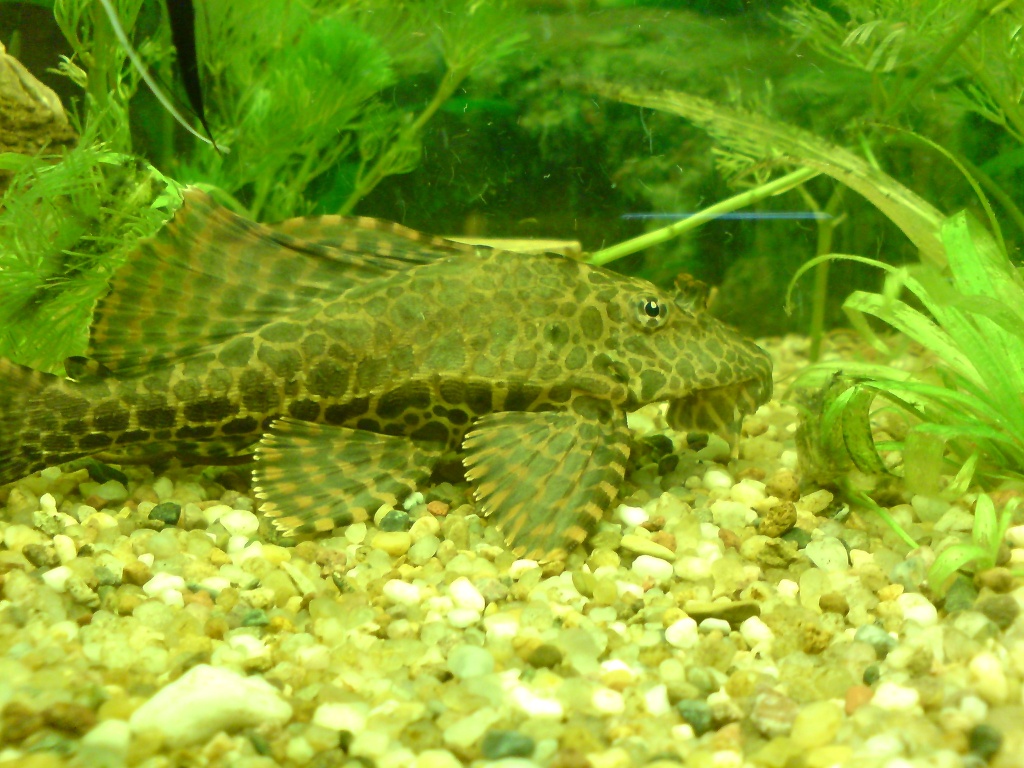 Wabenschilderwelse abzugeben - Tierboersen - Hilpischmühle