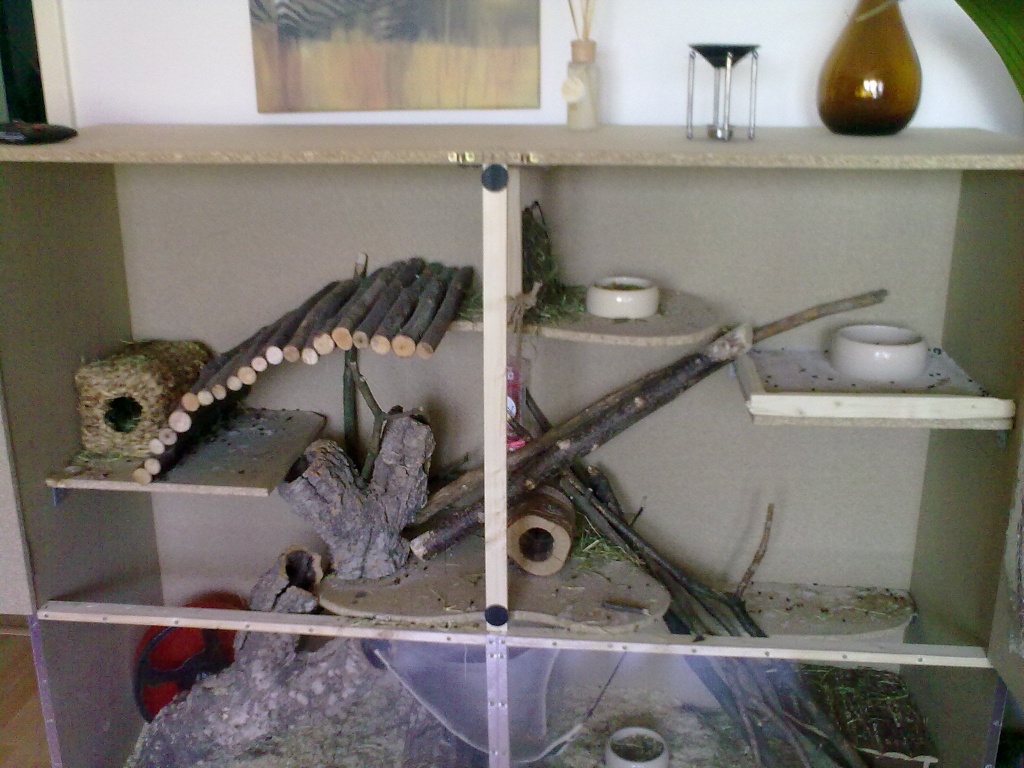 Degus + Gehege - Nagetiere - Bottrop