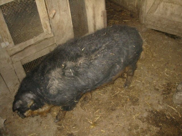 Wollschweineber schwalbenbäuchig ca. 3 Jahre zu verkaufen - Nutztiere - Bogen