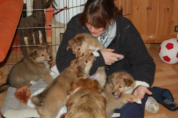 Wir haben Sheltie Welpen mit Stammbaum - Hunde - Dortmund