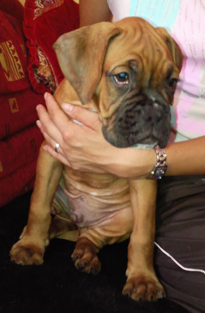 Super süße Boxerwelpen - Hunde - Oranienburg