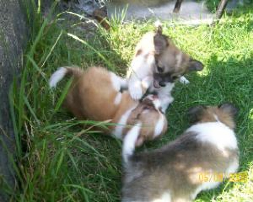 Langhaar chihuahuas - Hunde - Großengottern