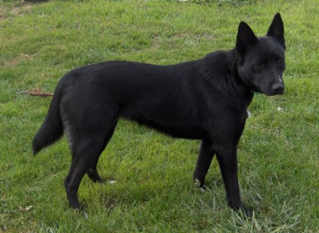 Kuck mal-sehe aus wie ein kl. schw. Schäferhund - Hunde - Lons le Saunier