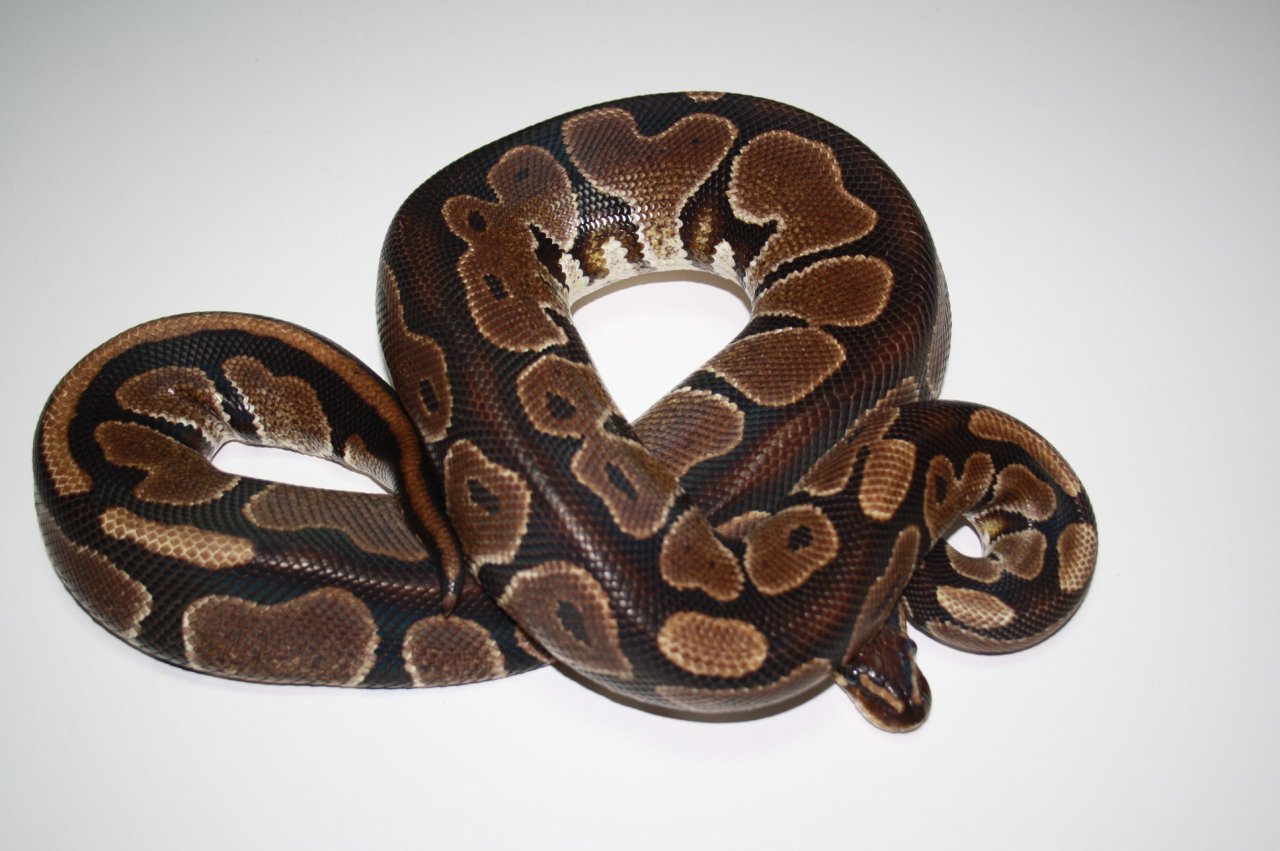 Übergabe für Hamm - Python Regius - Reptilien - Fürth