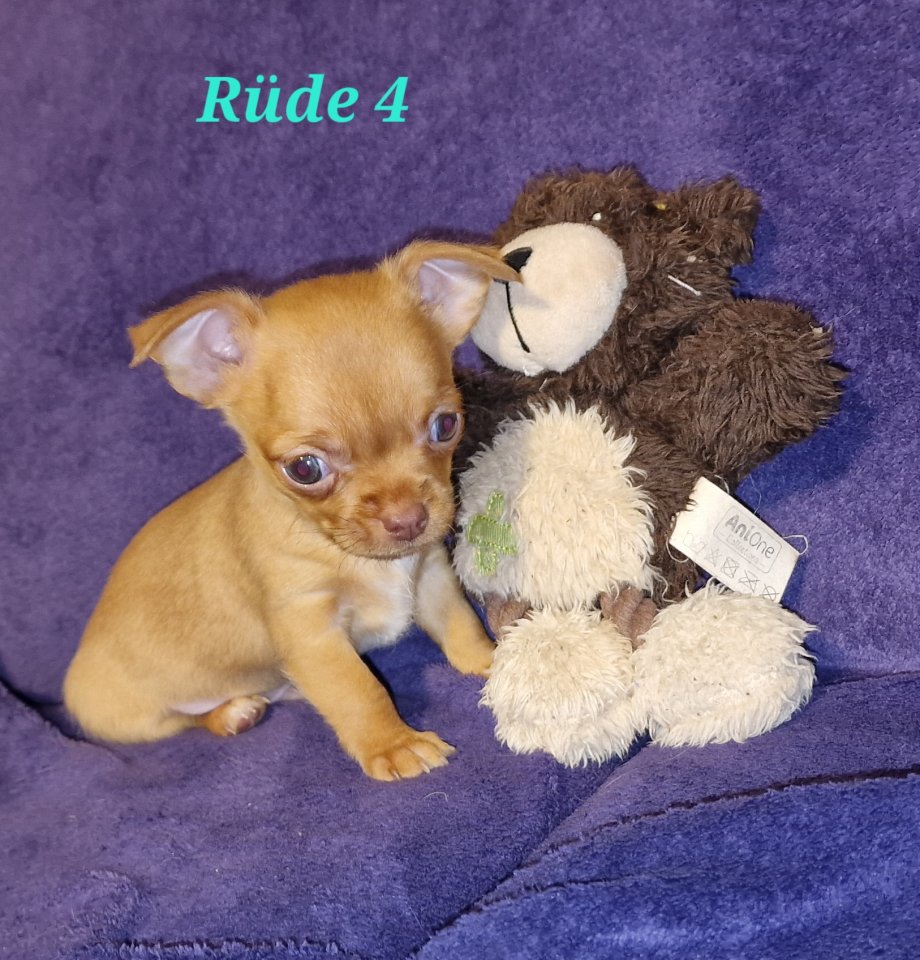 Süsse Chihuahuawelpen - Hunde - Hude