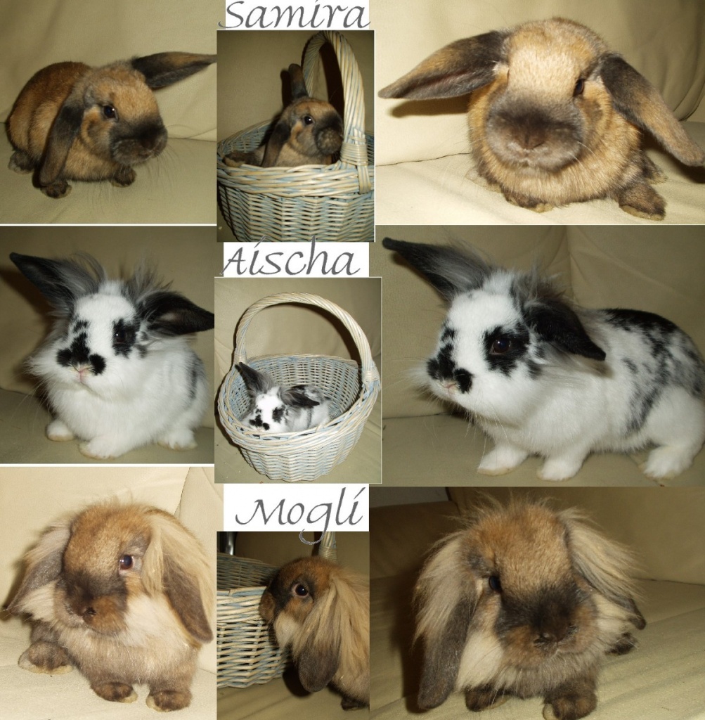 Supersüße Angora-Zwerg-Widder Kaninchenbabys zvk. - Nagetiere - 97234