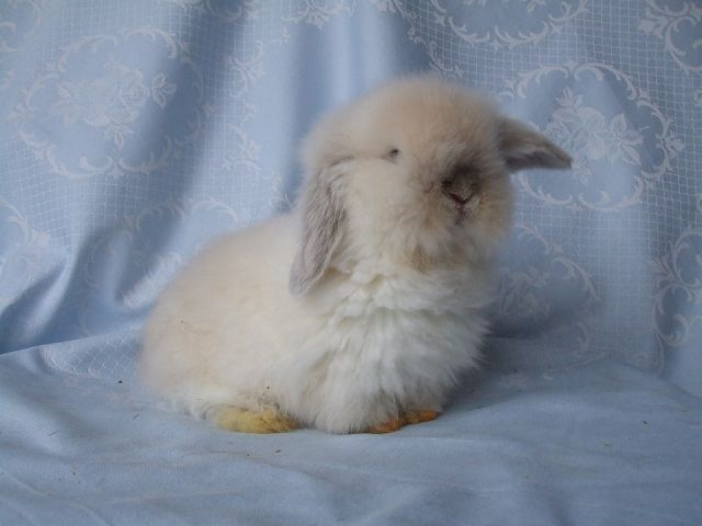 Teddywidderbabys abzugeben - Tierboersen - Schortens