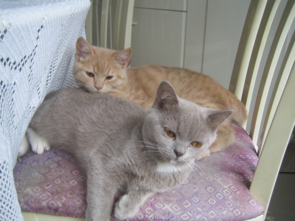 Britisch Kurzhaar & Scotisch Straight - Katzen - Damme