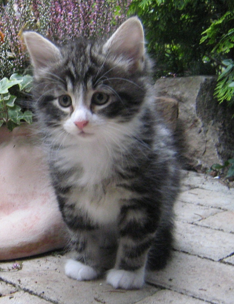 Dangerfjords typvolle Norwegische Waldkatzenbabys mit viel Fell ,Luxpinselchen ! - Katzen - Wetter Hessen