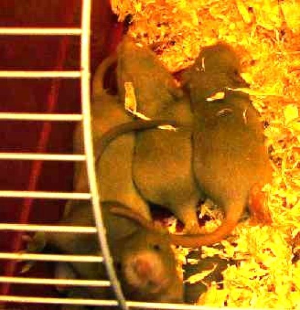 9 Rattenbabies abzugeben (3 w + 6 m) geb.:26.08.06 - Ratten - Korbach