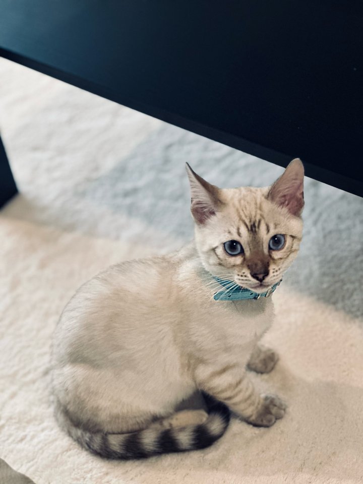 Snow Bengal 12 Wochen Kitten - Katzen - Duisburg