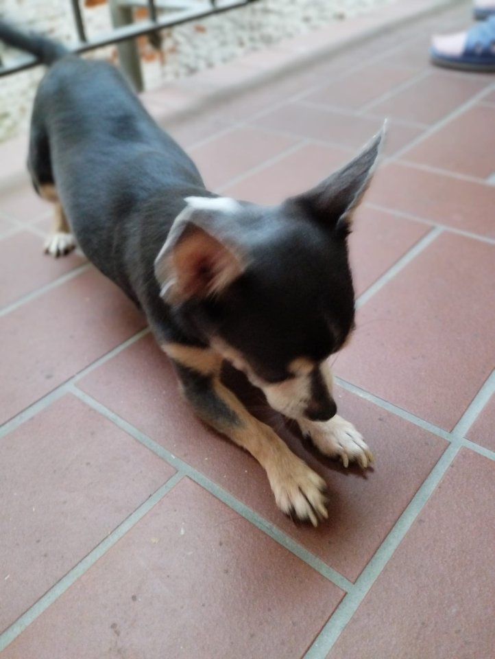 Zwerg Chihuahua abzugeben - Hunde - Zwickau
