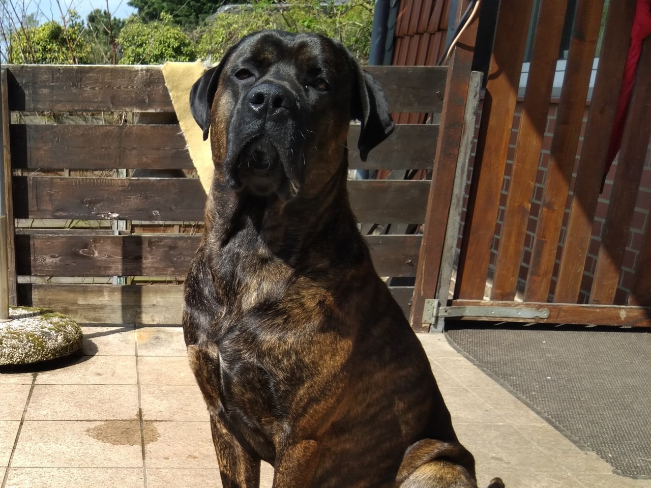 Molossoider sportlicher Deckrüde - Hunde - Lehre