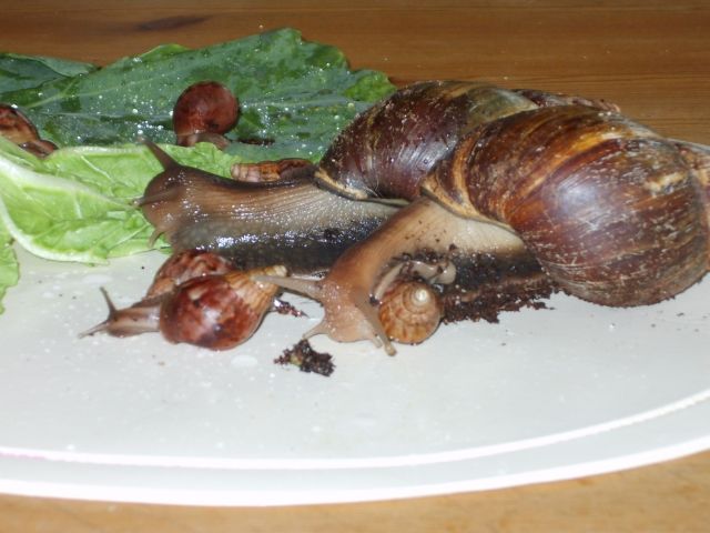 Junge Achatschnecken abzugeben ! - Sonstige Haustiere - Mörsdorf