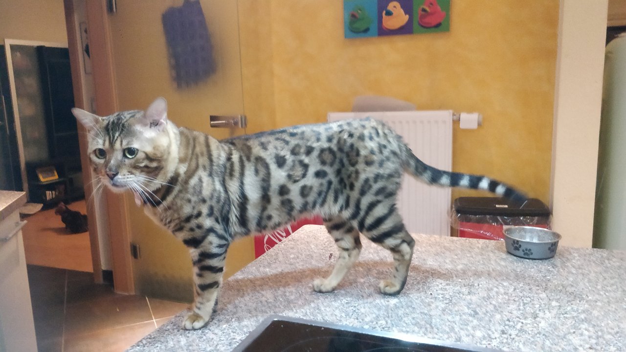 Schmuse Bengal Kater, geimpft, gechipt entwurmt mit Stammbaumurkunde - Katzen - Frankfurt