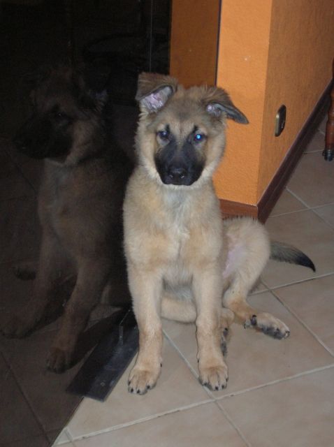 Schaeferhundwelpen zu verkaufen - Hunde - Weilmuenster