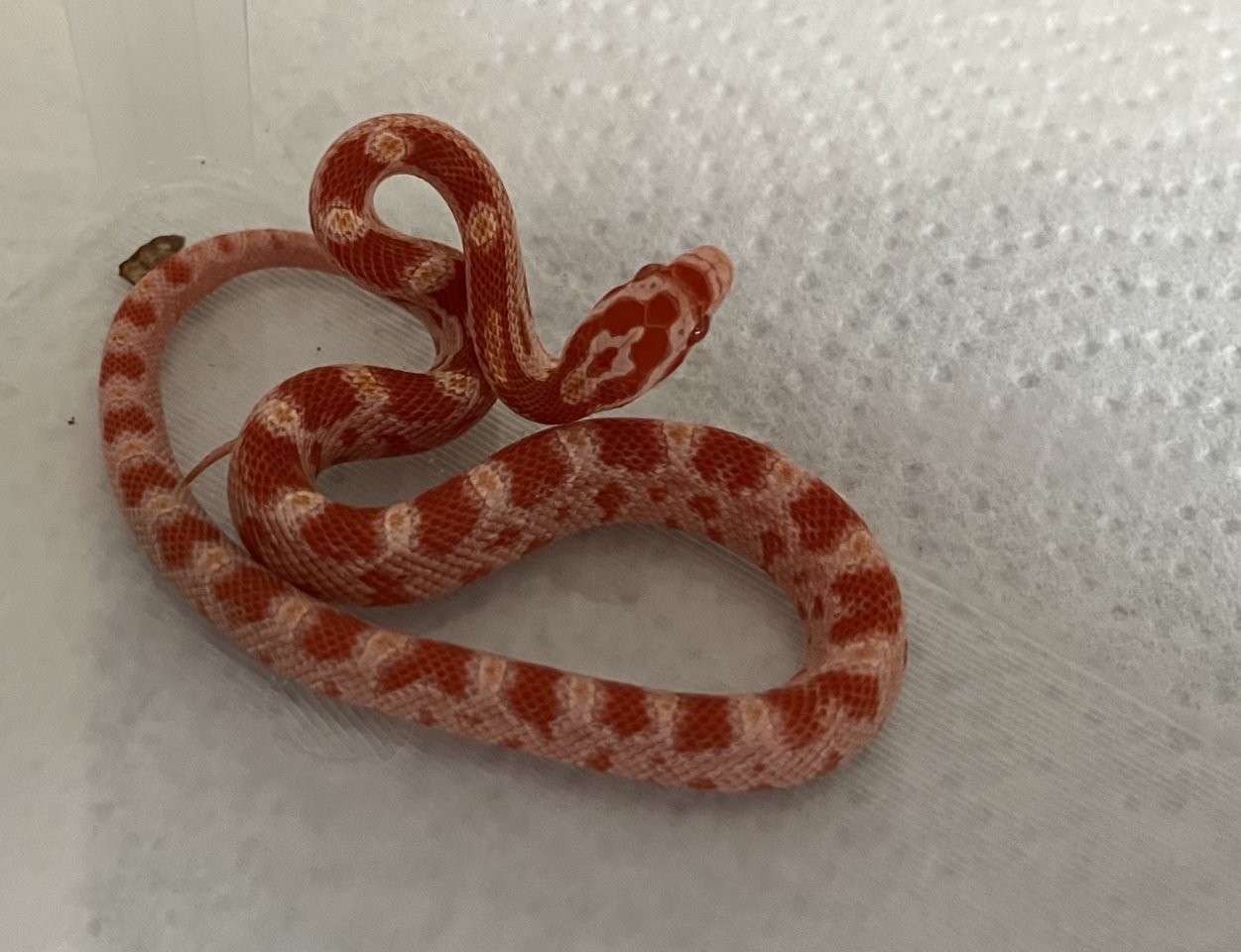 Kornnatter Amelanistic Albino NZ24 Nähe Freiburg - Reptilien - Heitersheim