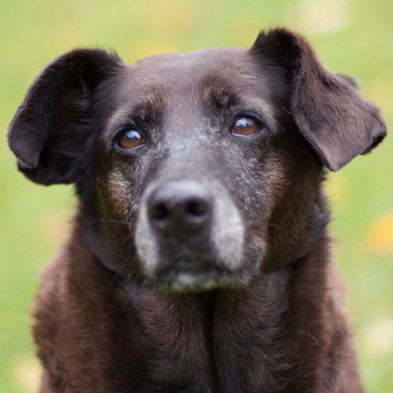 SANA - weiblich  7 Jahre  45 cm  19 kg  Mix  Gechipt  Kastriert - Hunde - Lauf an der Pegnitz