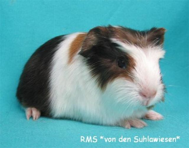 Rassemeerschweinchen, gesund & munter direkt von der Züchterin - Meerschweinchen - Landolfshausen bei Göttingen