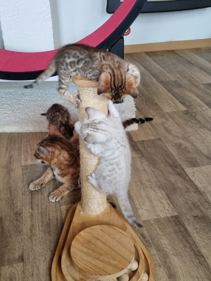 Bengalkitten mit Stammbaum - Katzen - Hohenmölsen