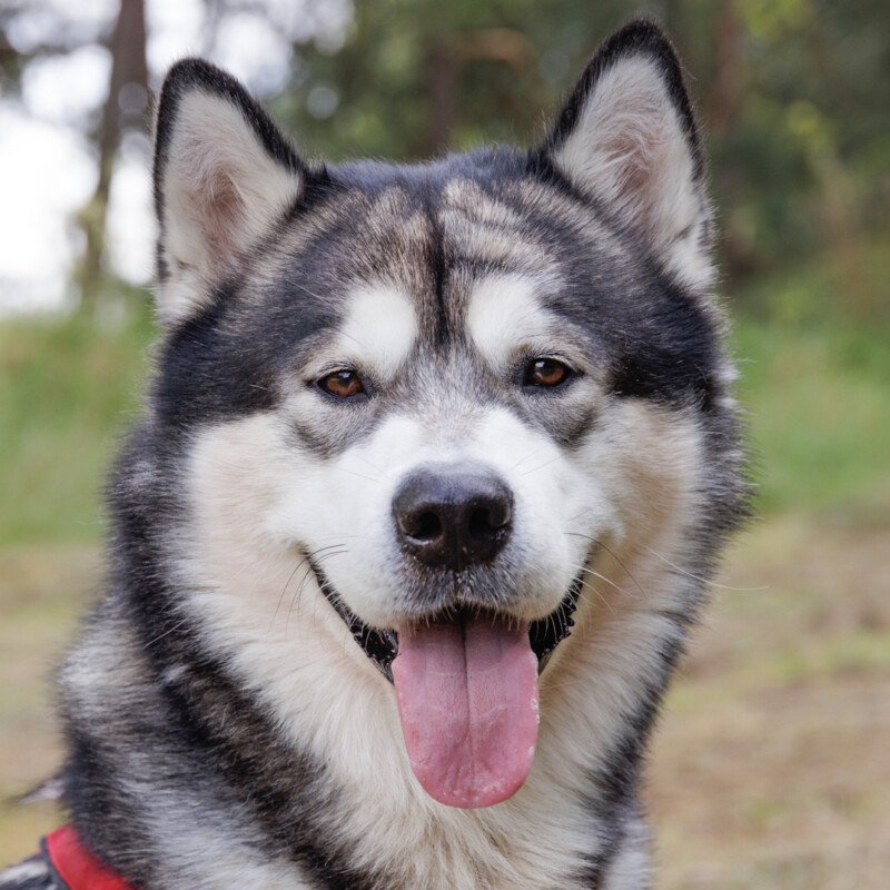 MuBalu -  männlich  2 Jahre  65 cm  40 kg  Alaskan Malamute  Gechipt  Kastriert - Hunde - Lauf an der Pegnitz